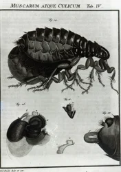 Tabla IV de moscas y pulgas